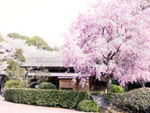 満開の枝垂れ桜が晴れの茶会に”いろどり”を添えます。
