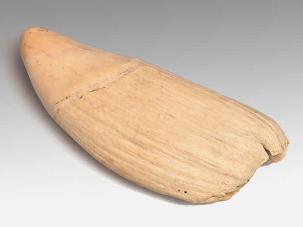 巨大なマッコウクジラの歯 重量：800g 鯨歯 | 古美術ささき